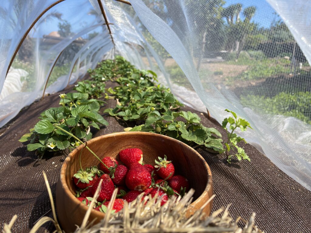 recette de fraises permaculture
