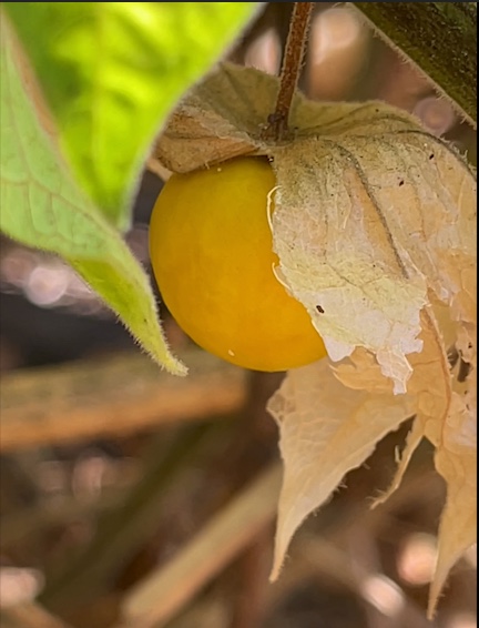 Physalis plantes sauvages comestibles