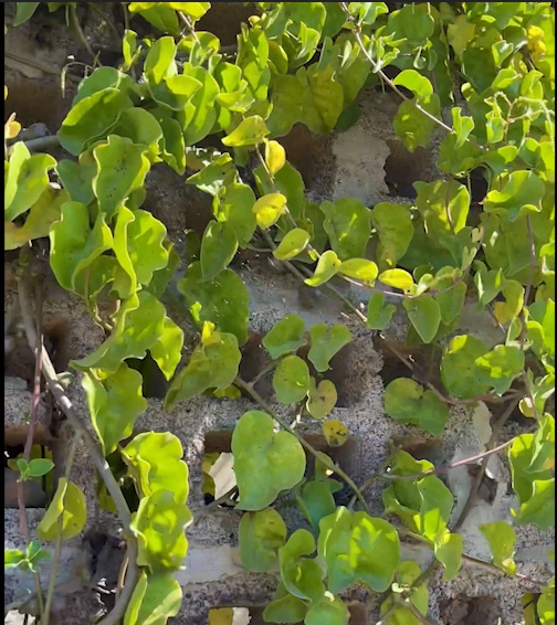 Liane ou vigne de Madère plantes sauvages comestibles