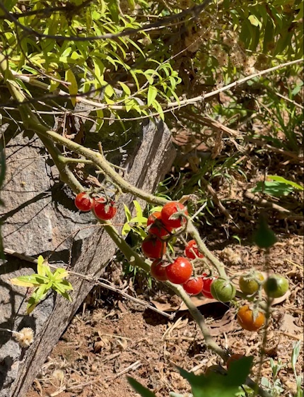 tomates-cerises-récolte