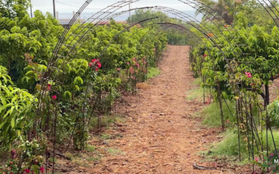 Mulchage du sol en permaculture